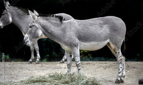 African wild donkey in its enclosure. Latin name - Equus africanus 