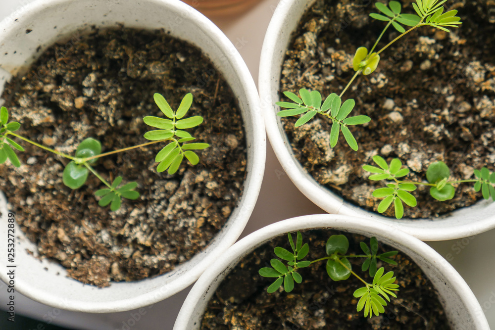 fresh sprouts in pots fresh sprouts in pots
