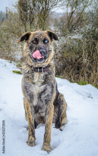 a dog with two different colored eyes sitting on the snow