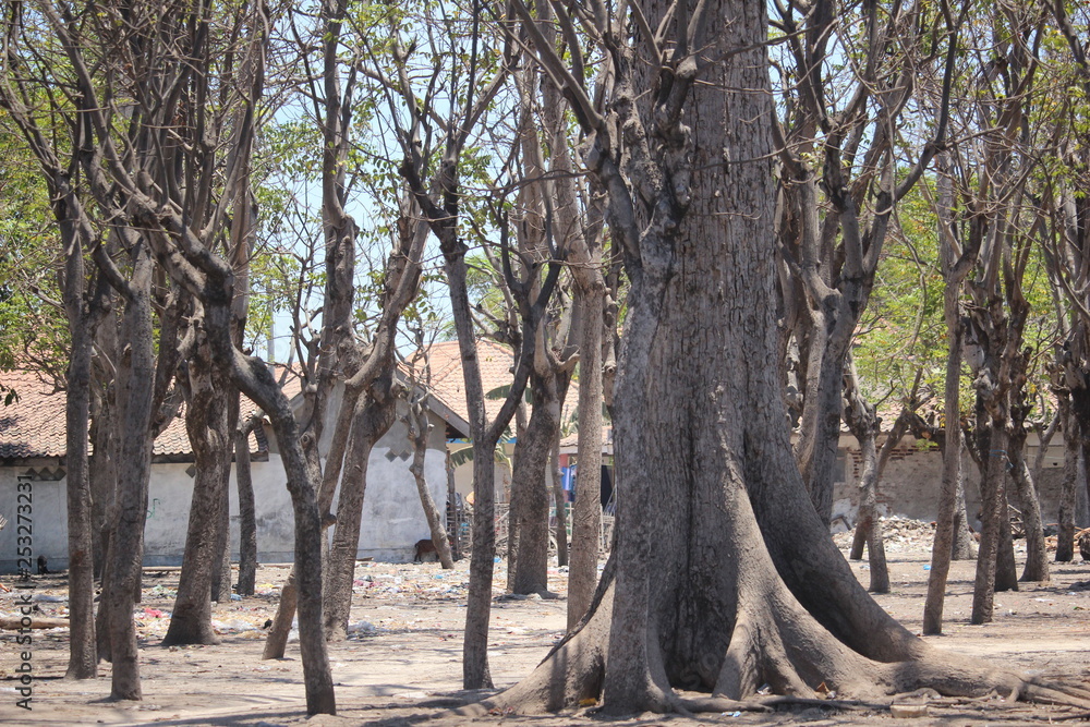landscape trees on the island of Gili Ketapang landscape trees on the island of Gili Ketapang