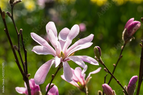 Blooming magnolia of the Leonard Messel species