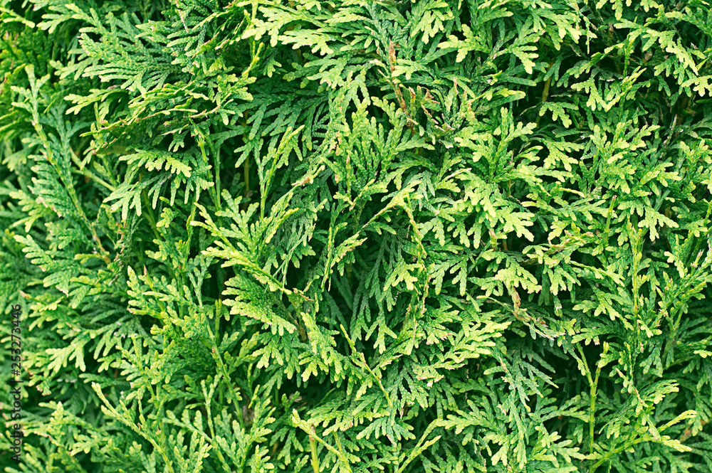 Green cedar tree background