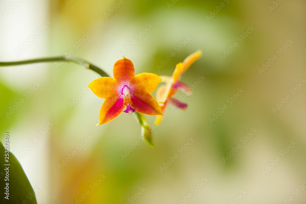 Beautiful rare orchid in pot on blurred background Beautiful rare orchid in pot on blurred background