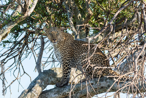 A leopard sitting on top of a tree in the plains of africa inside Masai Mara National reserve during a wildlife safari