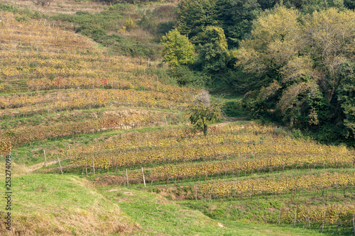 Vineyards in the Park of Curone at fall