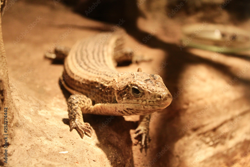 Naklejka premium the lizard looks very interesting