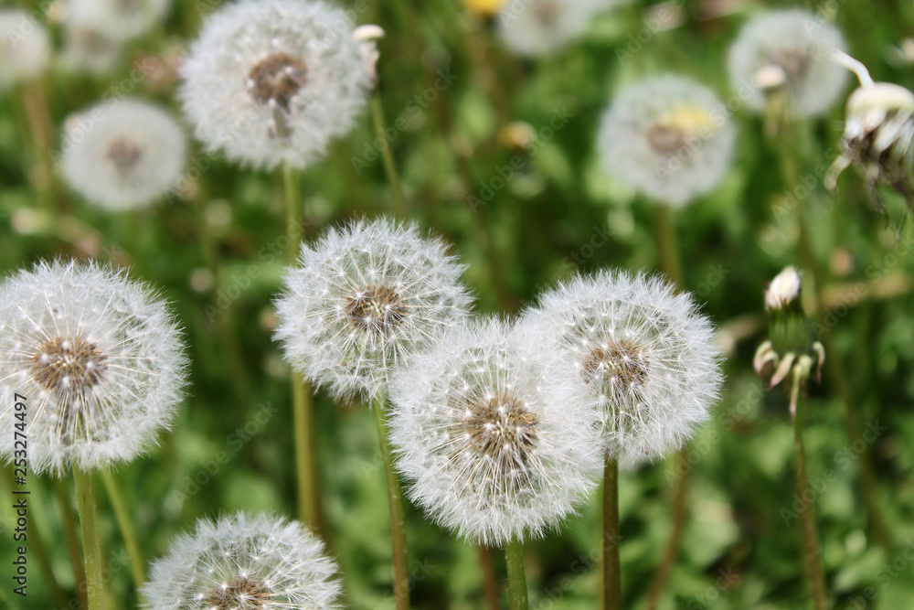 dandelion close up dandelion close up