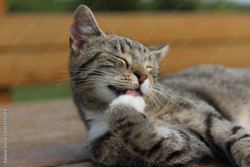 Naklejka premium young cuddly cat 