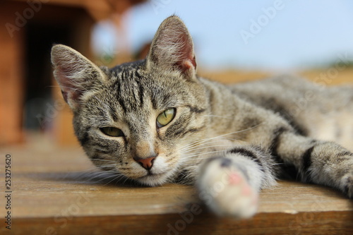 young cuddly cat