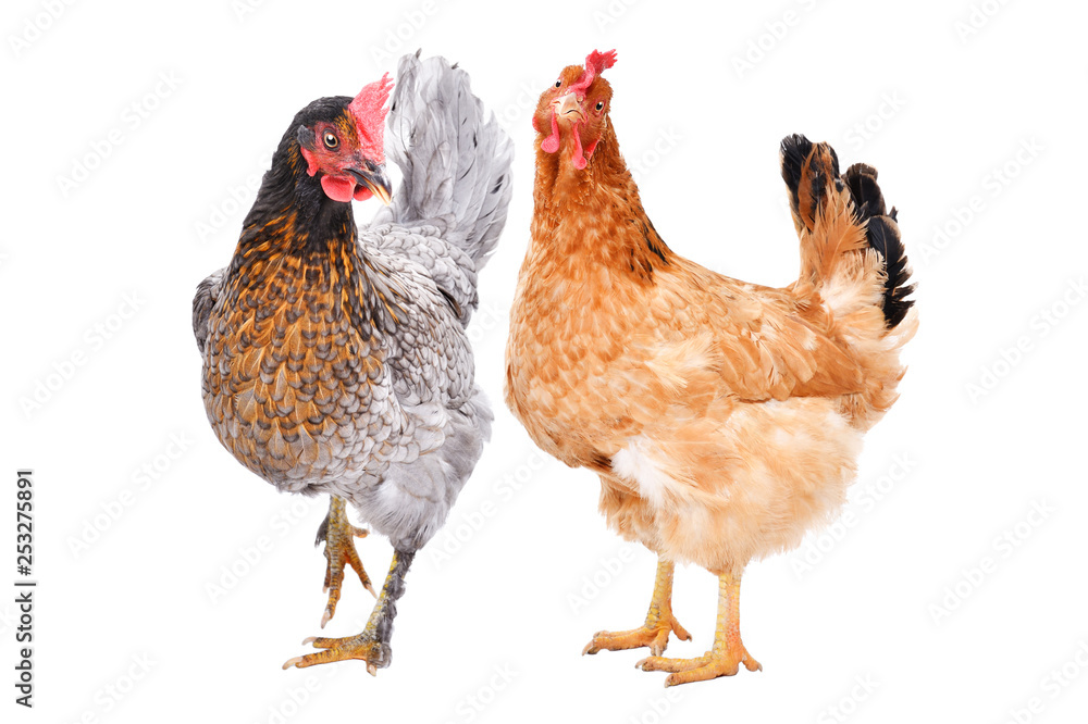 Fototapeta premium Two hens standing together isolated on white background