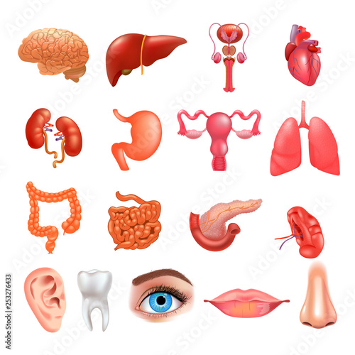 Vector internal organs icon set. Realistic vector illustration.