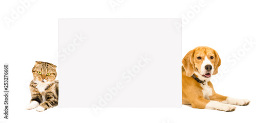 Beagle and cat Scottish Fold lying behind a banner isolated on white background