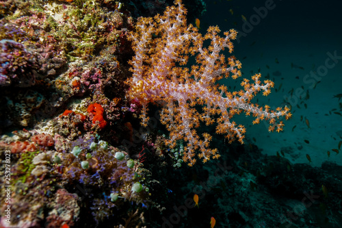 Coral reef at the Maldives 