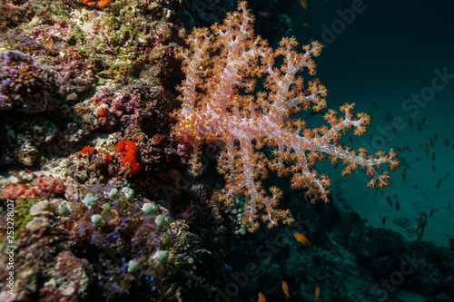 Coral reef at the Maldives 