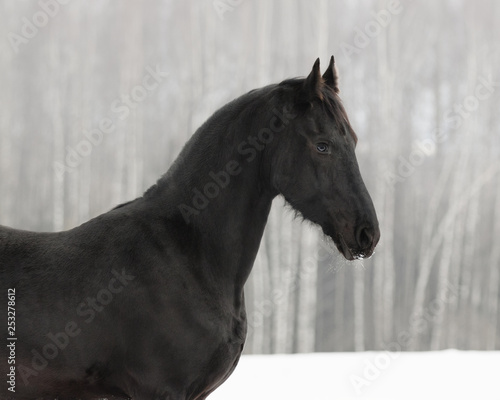 Black frisian horse on snow winter background, portrait close up