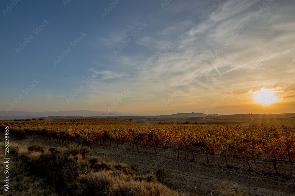 sunset over field