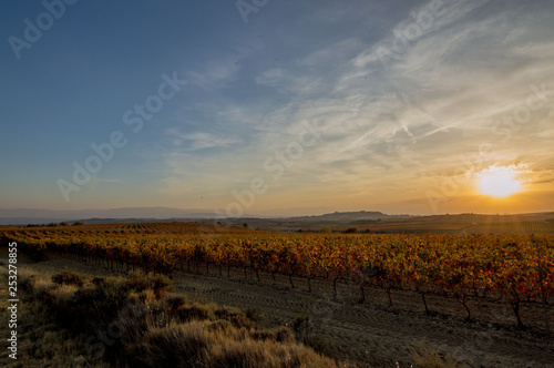 sunset over field