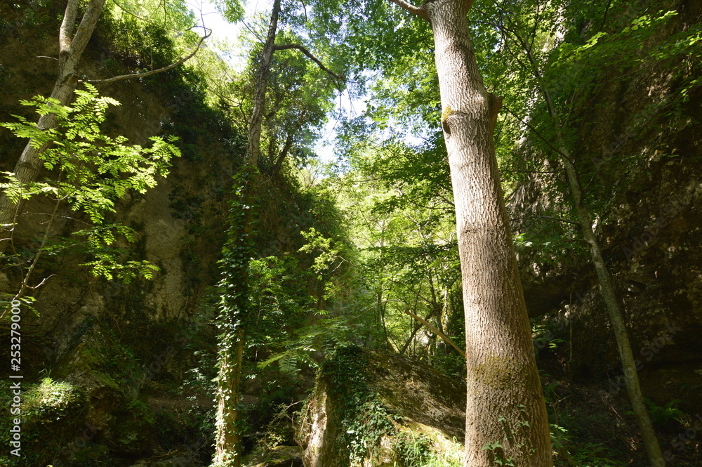 Fototapeta premium Selva en La Rioja 03