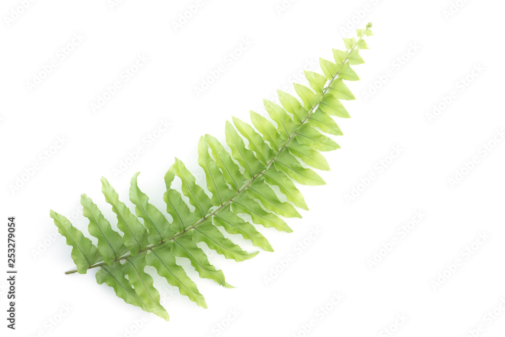 Green fern leaves on the White Blackground. Green fern leaves on the White Blackground.