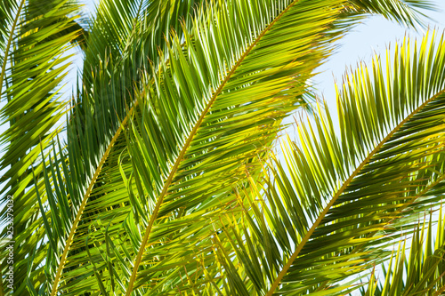 Tropical palm leaves close up