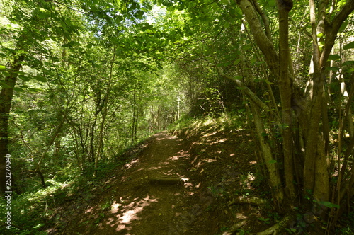 Selva en La Rioja 05