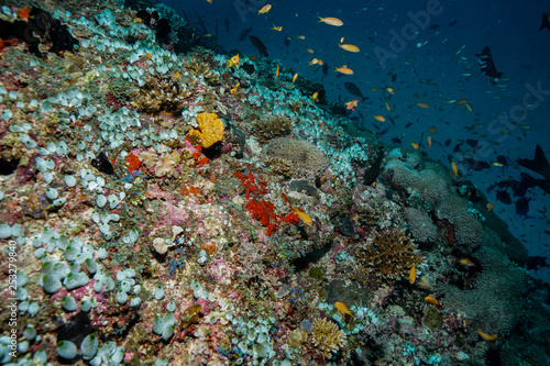 Coral reef at the Maldives  © Mina Ryad