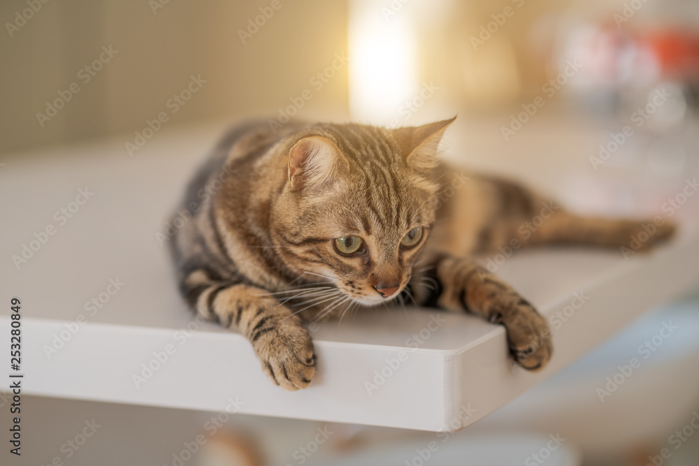 Beautiful short hair cat lying on white table at home Beautiful short hair cat lying on white table at home