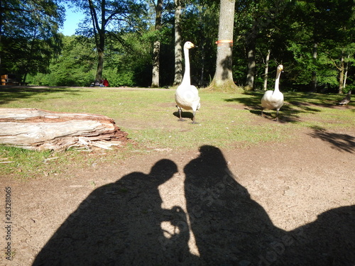 Two persons shadow and swans comming to show up