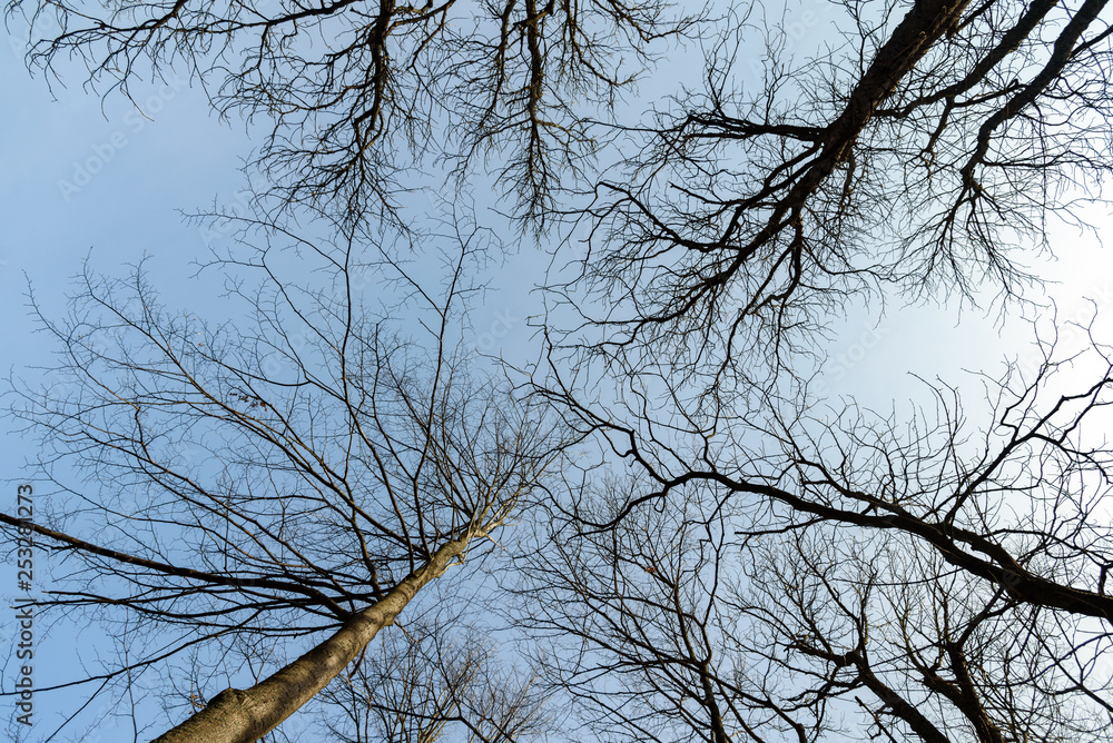 Low angle view of barren trees on a sunny day in the park Low angle view of barren trees on a sunny day in the park