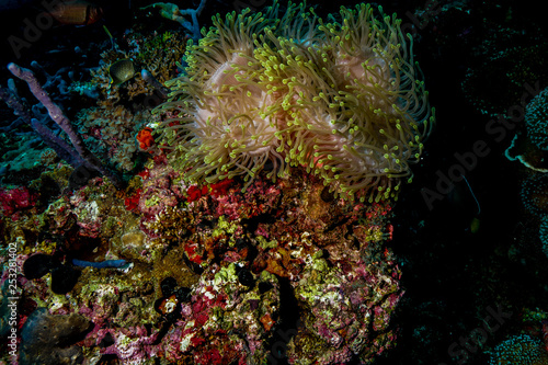 Anemone coral and fish at the Maldives © Mina Ryad