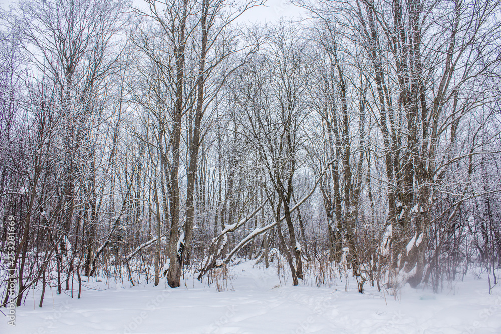 Fototapeta premium Winter landscape in cloudy weather. Snow picture. Trees in the snow.