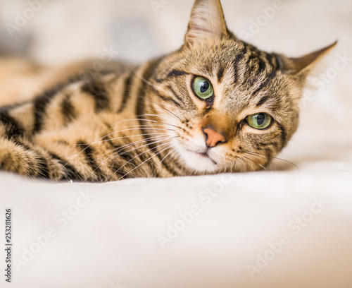 Fototapeta Naklejka Na Ścianę i Meble -  Beautiful short hair cat lying on the bed at home