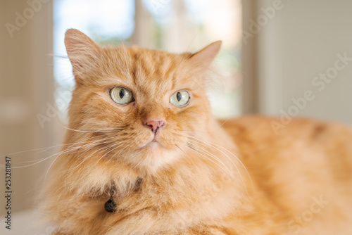 Wallpaper Mural Beautiful ginger long hair cat lying on kitchen table on a sunny day at home Torontodigital.ca