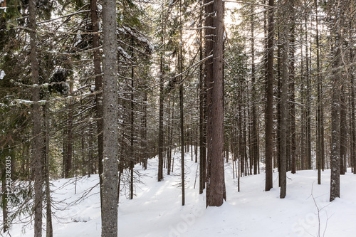 Forest landscape, tree trunks and snow