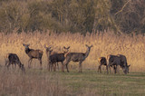 Red Deer Winter Netherlands