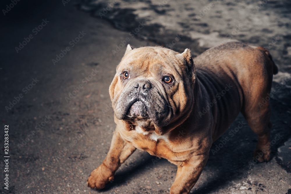 Fototapeta premium Thoughtful bulldog on a walk.
