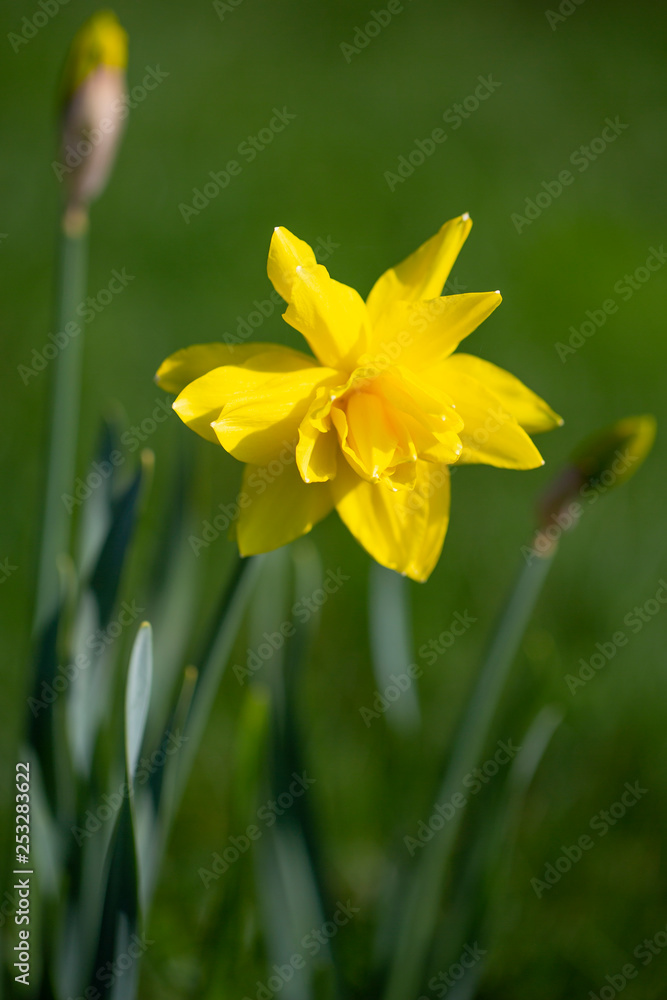 Blooming daffodils in the spring garden. Blooming daffodils in the spring garden.