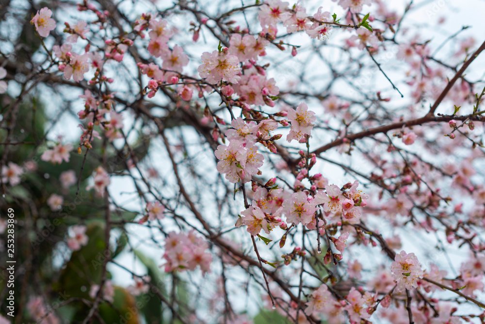 Blooming almond flowers