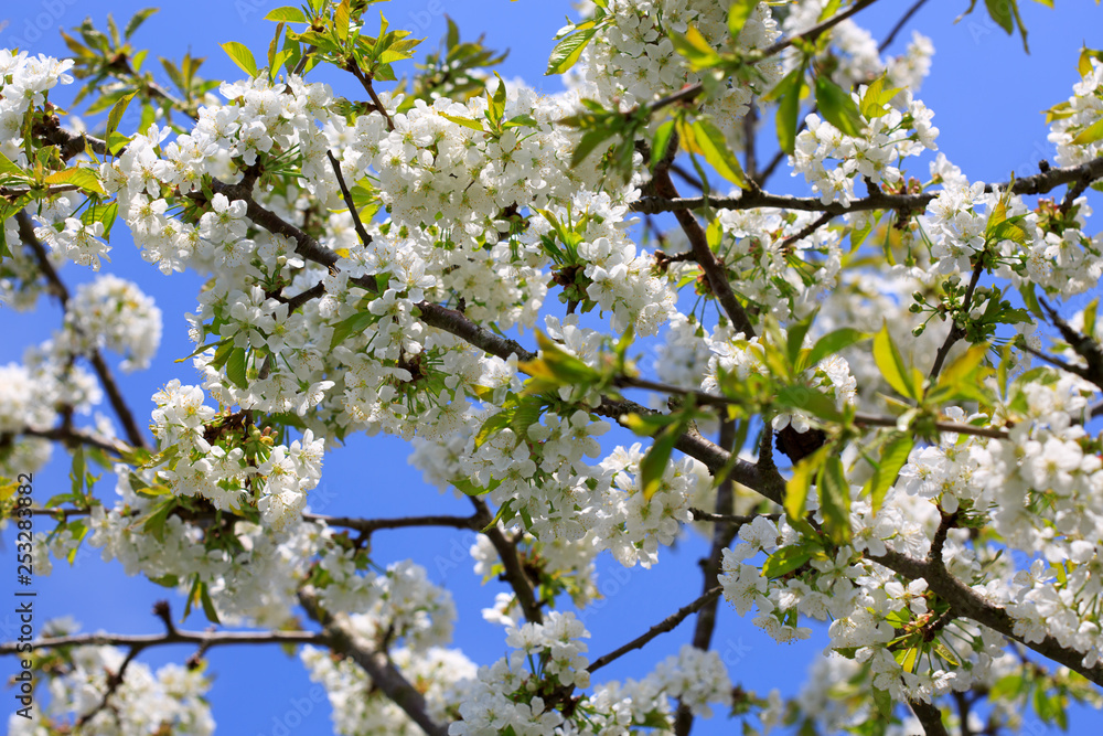 Close up on white cherry blossoms. Spring background. Close up on white cherry blossoms. Spring background.