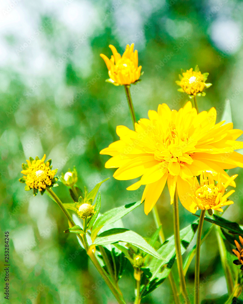 Obraz premium Yellow Flower vertical view
