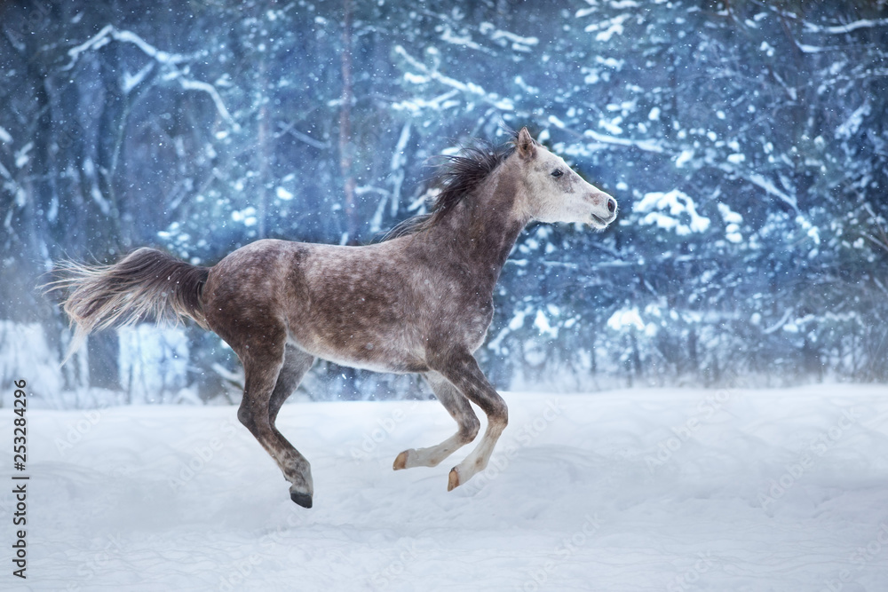 White stallion run in snow field White stallion run in snow field