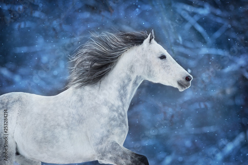 White arabian horse run fast on winter landscape