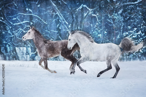 Grey arabian horses run gallop in snow © callipso88