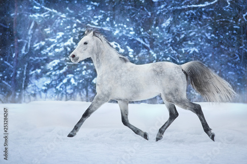 White stallion run in snow field © callipso88