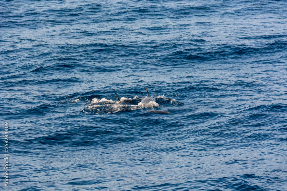 Obraz premium Dolphins swimming in blue ocean near the coast of Tenereife.