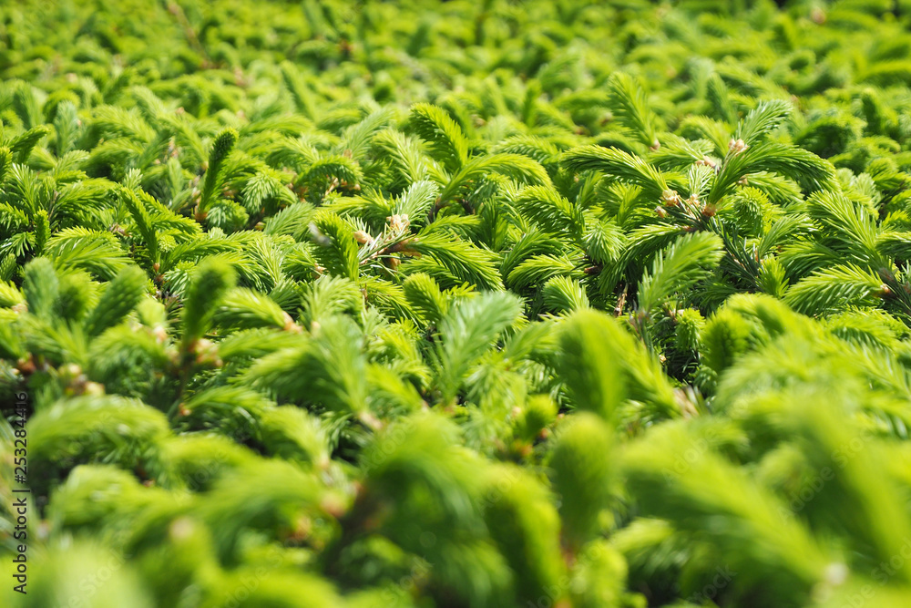 background young shoots on hedge.... background young shoots on hedge....