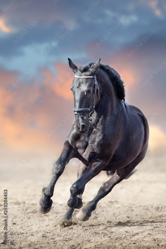 Beautiful frisian stallion run in sand against dramatic sky Beautiful frisian stallion run in sand against dramatic sky
