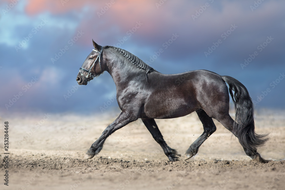 Beautiful frisian stallion run in sand against dramatic sky Beautiful frisian stallion run in sand against dramatic sky