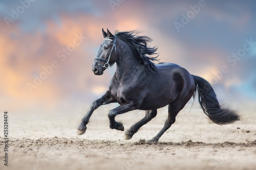 Fototapeta Naklejka Na Ścianę i Meble -  Beautiful frisian stallion run in sand against dramatic sky