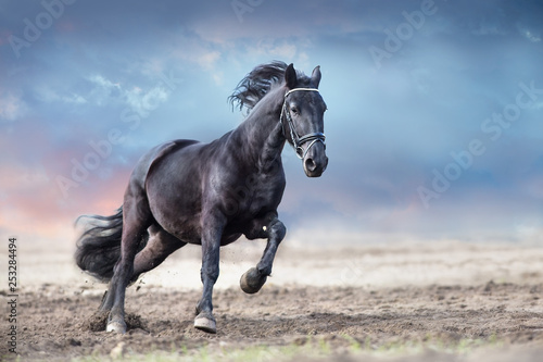 Beautiful frisian stallion run in sand against dramatic sky © callipso88
